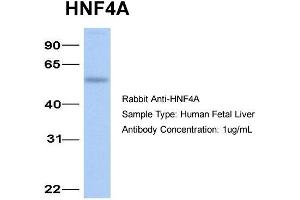Western Blotting (WB) image for anti-Hepatocyte Nuclear Factor 4, alpha (HNF4A) (N-Term) antibody (ABIN2777514)