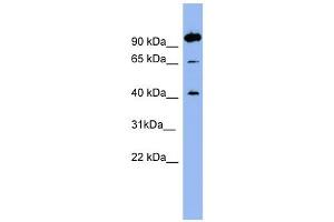NTSR1 antibody used at 1 ug/ml to detect target protein. (NTSR1 Antikörper)
