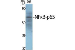 Western Blot (WB) analysis of specific cells using NFkappaB-p65 Polyclonal Antibody. (NF-kB p65 Antikörper  (Thr70))