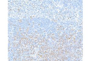 Immunohistochemistry (IHC) image for anti-Transcription Factor 7 (T-Cell Specific, HMG-Box) (TCF7) (AA 200-250) antibody (ABIN7449420) (Rekombinanter TCF7 Antikörper  (AA 200-250))
