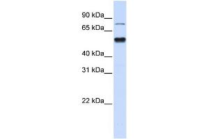 WB Suggested Anti-ZNF773 Antibody Titration:  0. (ZNF773 Antikörper  (N-Term))
