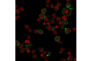 Immunofluorescence (IF) image for anti-Major Histocompatibility Complex, Class II, DP beta 1 (HLA-DPB1) antibody (ABIN6939630)