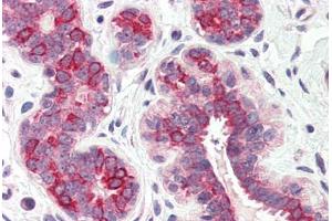 Anti-DHRS7 antibody  ABIN1048500 IHC staining of human breast. (DHRS7 Antikörper  (Internal Region))