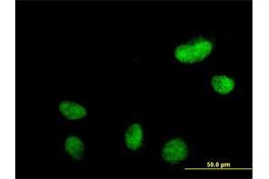 Immunofluorescence of purified MaxPab antibody to N-PAC on HeLa cell. (GLYR1 Antikörper  (AA 1-484))
