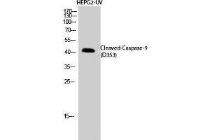 Western Blot (WB) analysis of HepG2-UV cells using Cleaved-Caspase-9 (D353) Polyclonal Antibody.