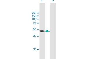 Western Blot analysis of TAF6L expression in transfected 293T cell line by TAF6L MaxPab polyclonal antibody. (TAF6L Antikörper  (AA 1-459))
