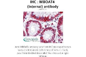 Image no. 1 for anti-Membrane Bound O-Acyltransferase Domain Containing 4 (MBOAT4) (Internal Region) antibody (ABIN1736801) (MBOAT4 Antikörper  (Internal Region))