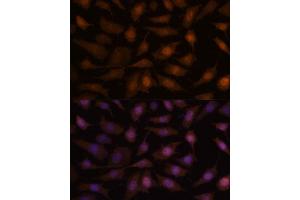 Immunofluorescence analysis of L929 cells using EEF1E1 antibody (ABIN7267023) at dilution of 1:100. (EEF1E1 Antikörper  (AA 1-100))