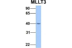 Western Blotting (WB) image for anti-Protein AF-9 (MLLT3) (C-Term) antibody (ABIN2780605)