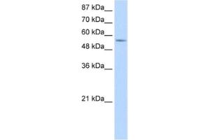 Western Blotting (WB) image for anti-DEAD (Asp-Glu-Ala-Asp) Box Polypeptide 47 (DDX47) antibody (ABIN2462366) (DDX47 Antikörper)