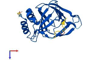 CDO1 Protein (AA 1-200) (His tag)