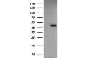 Image no. 4 for anti-Ras Association (RalGDS/AF-6) Domain Family (N-terminal) Member 8 (RASSF8) antibody (ABIN1500620) (RASSF8 Antikörper)