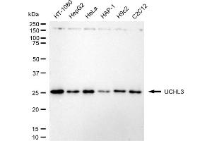 Western blotting analysis using UCHL3 antibody (ABIN7800709).
