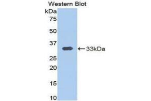 Western Blotting (WB) image for anti-Calpain 1, Large Subunit (CAPNL1) (AA 426-676) antibody (ABIN3205758) (CAPNL1 Antikörper  (AA 426-676))