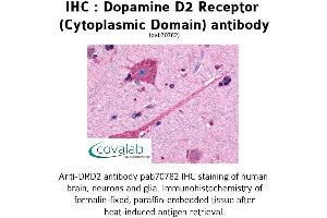 Image no. 1 for anti-Dopamine Receptor D2 (DRD2) (3rd Cytoplasmic Domain) antibody (ABIN1733734) (Dopamine d2 Receptor Antikörper  (3rd Cytoplasmic Domain))