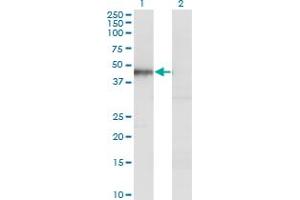 Western Blot analysis of HOMER1 expression in transfected 293T cell line by HOMER1 monoclonal antibody (M13), clone 2F8. (HOMER1 Antikörper  (AA 1-354))