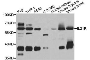 Western blot analysis of extracts of various cell lines, using IL21R antibody. (IL21 Receptor Antikörper  (AA 20-240))