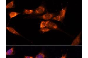 Immunofluorescence analysis of NIH-3T3 cells using TXNDC12 Polyclonal Antibody at dilution of 1:100 (40x lens). (TXNDC12 Antikörper)