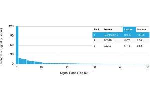 Analysis of Protein Array containing more than 19,000 full-length human proteins using Desmoglein-3 Mouse Monoclonal Antibody (DSG3/2840) Z- and S- Score: The Z-score represents the strength of a signal that a monoclonal antibody (MAb) (in combination with a fluorescently-tagged anti-IgG secondary antibody) produces when binding to a particular protein on the HuProtTM array. (Desmoglein 3 Antikörper  (AA 379-491))