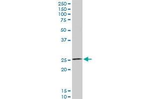 Western Blotting (WB) image for anti-Homeobox C12 (HOXC12) (AA 1-100) antibody (ABIN516656)