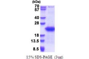 Gametocyte Specific Factor 1 (GTSF1) (AA 1-167) protein (His tag)
