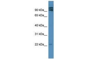 Image no. 1 for anti-Mitochondrial Ribosomal Protein L49 (MRPL49) (AA 40-89) antibody (ABIN6746750)