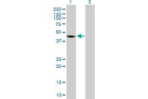 Western Blot analysis of KCTD18 expression in transfected 293T cell line by KCTD18 MaxPab polyclonal antibody.