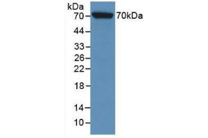 Western blot analysis of recombinant Rat HSPA1L. (HSPA1L Antikörper  (AA 1-641))