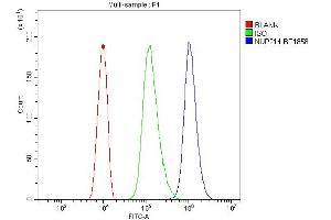 Flow Cytometry analysis of HL-60 cells using anti-NUP214 antibody (ABIN7601473). (NUP214 Antikörper  (AA 36-374))