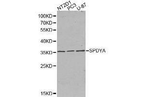 SPDYA anticorps  (AA 1-313)