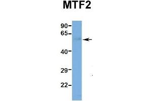 Hum. (MTF2 Antikörper  (Middle Region))