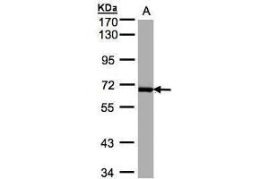 WB Image Sample(30 ug whole cell lysate) A:Raji , 7. (PLK1 Antikörper)