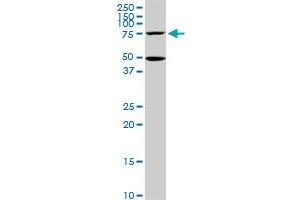 HSGT1 monoclonal antibody (M02), clone 1E5. (ECD/SGT1 Antikörper  (AA 1-644))
