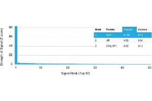Analysis of Protein Array containing more than 19,000 full-length human proteins using BMI1 Mouse Monoclonal Antibody (BMI1/2823) Z- and S- Score: The Z-score represents the strength of a signal that a monoclonal antibody (MAb) (in combination with a fluorescently-tagged anti-IgG secondary antibody) produces when binding to a particular protein on the HuProtTM array. (BMI1 Antikörper  (AA 142-326))