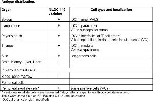 Rat anti CD205 / DEC-205 / LY75 NLDC145 (LY75/DEC-205 Antikörper  (Biotin))