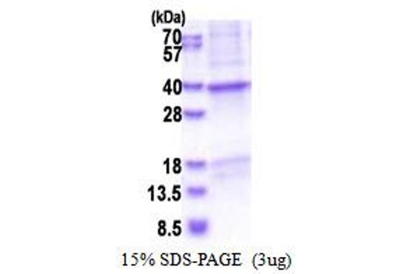 CRHBP Protein (AA 22-322) (His tag)