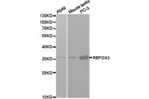 Western Blotting (WB) image for anti-RNA Binding Protein, Fox-1 Homolog 3 (RBFOX3) antibody (ABIN1874561) (NeuN Antikörper)