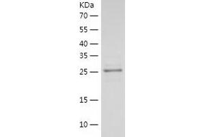 Western Blotting (WB) image for 14-3-3 epsilon (YWHAE) (AA 1-255) protein (His tag) (ABIN7121596)