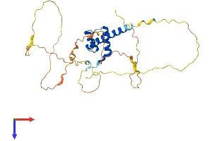 CDX2 Protein (AA 1-311) (His tag)