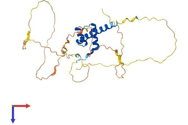 CDX2 Protein (AA 1-311) (His tag)