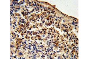 IHC analysis of FFPE mouse spleen tissue stained with Ku70 antibody (XRCC6 Antikörper  (AA 432-461))