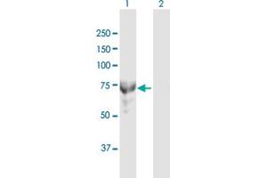 Western Blot analysis of MTMR6 expression in transfected 293T cell line by MTMR6 MaxPab polyclonal antibody. (MTMR6 Antikörper  (AA 1-621))