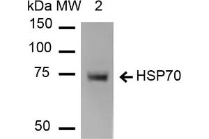 Western Blot analysis of Human Heat shocked HeLa cell lysates showing detection of HSP70 protein using Mouse Anti-HSP70 Monoclonal Antibody, Clone 1H11 .