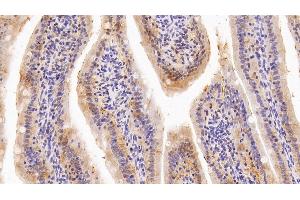 Detection of GAL4 in Rat Small intestine Tissue using Polyclonal Antibody to Galectin 4 (GAL4) (GAL4 Antikörper  (AA 1-323))