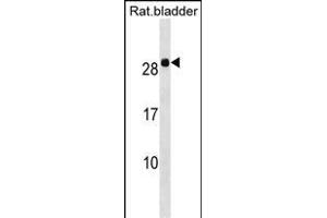 Rat Hoxb7 Antibody (Center) (ABIN1538488 and ABIN2849957) western blot analysis in Rat bladder tissue lysates (35 μg/lane). (HOXB7 Antikörper  (AA 56-83))