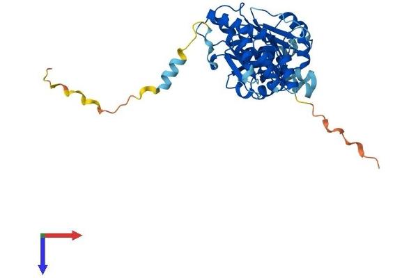 NT5C1A Protein (AA 1-368) (His tag)