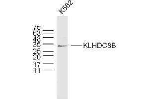 K562 lysates probed with KLHDC8B Polyclonal Antibody, Unconjugated  at 1:300 dilution and 4˚C overnight incubation. (KLHDC8B Antikörper  (AA 201-300))