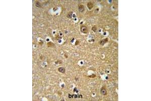 YIPF5 Antibody (N-term) IHC analysis in formalin fixed and paraffin embedded brain tissue followed by peroxidase conjugation of the secondary antibody and DAB staining.