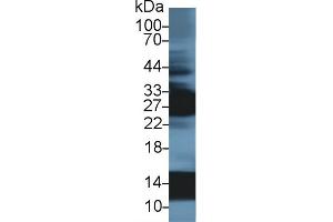 Western Blotting (WB) image for anti-Hemoglobin, alpha 1 (HBA1) (AA 1-142) antibody (ABIN7435340)