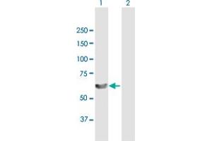Western Blot analysis of LSM14A expression in transfected 293T cell line by LSM14A MaxPab polyclonal antibody. (LSM14A Antikörper  (AA 1-463))